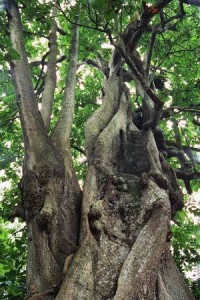 Arbre